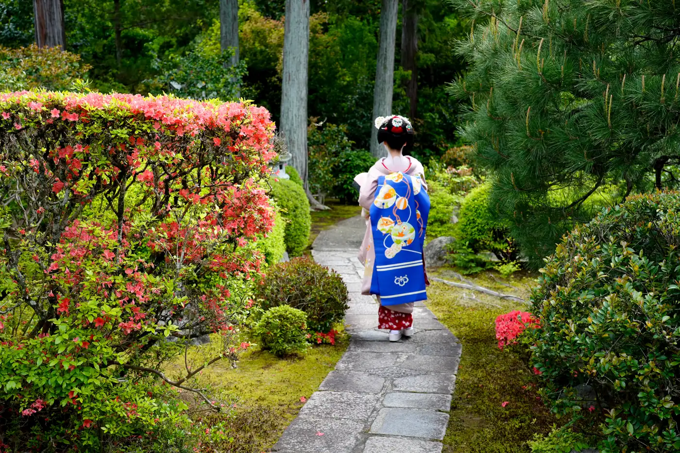 A maiko in a blue kimono walking along a stone path through a garden of azaleas in Kyoto