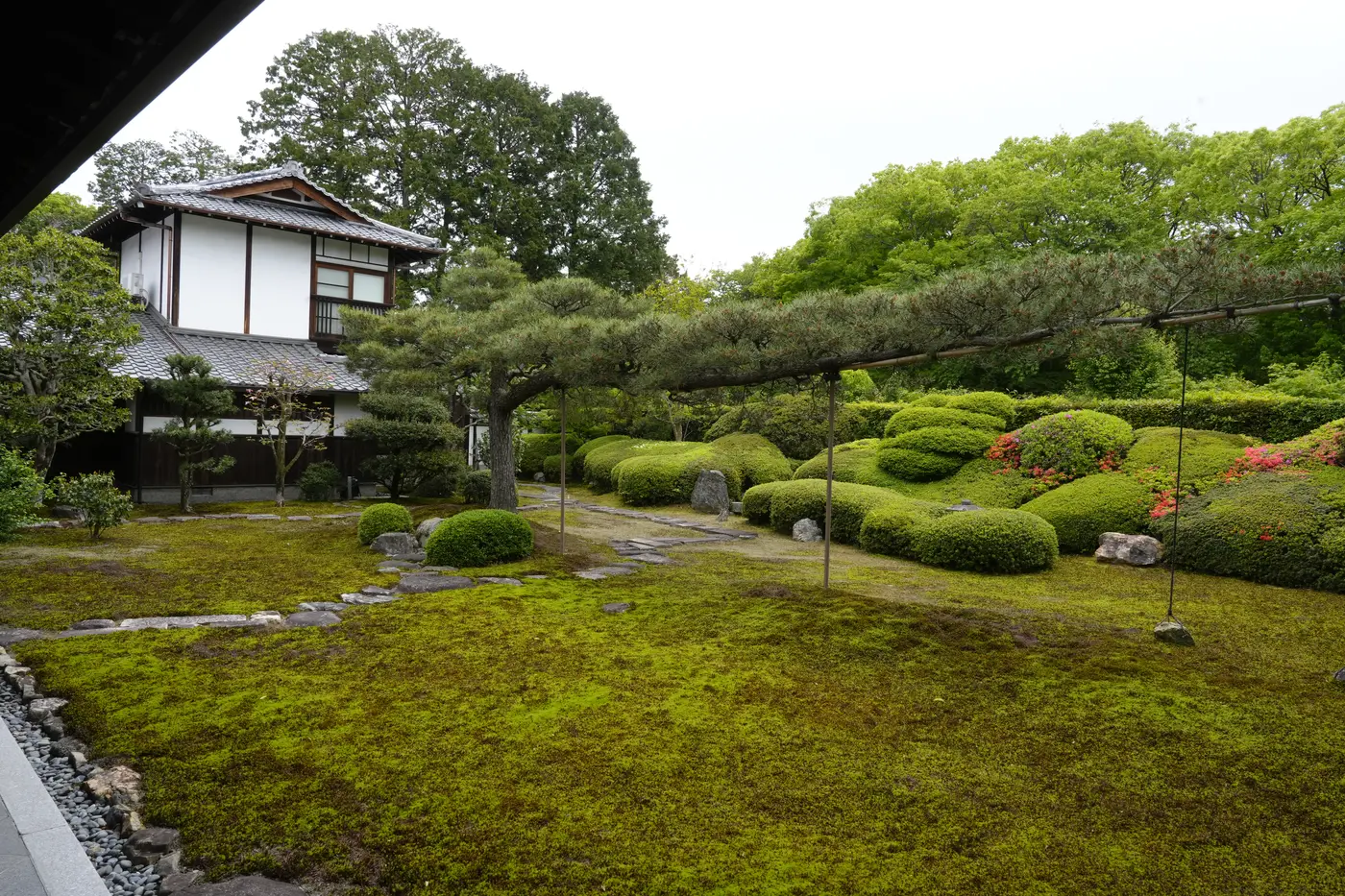 Moss garden with pine trees and rounded shrubs at a Zen temple in Kyoto