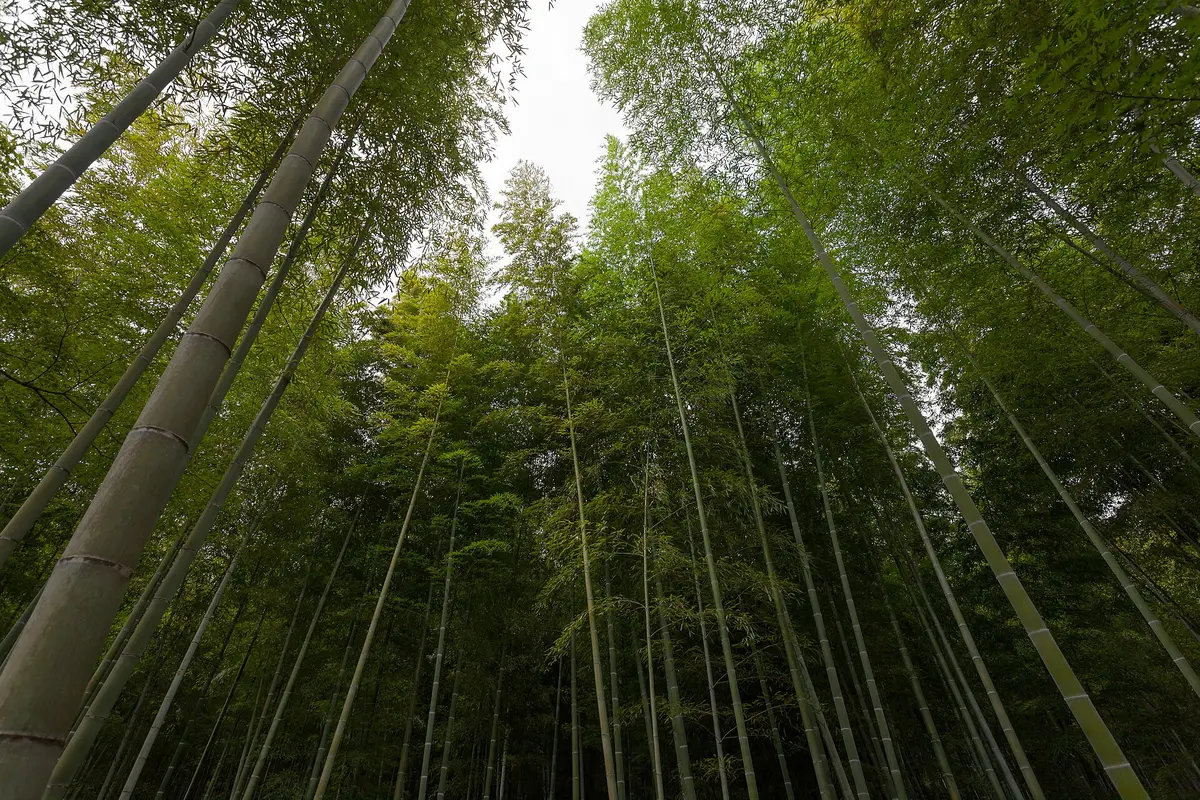 The Sagano bamboo grove in Arashiyama, Kyoto