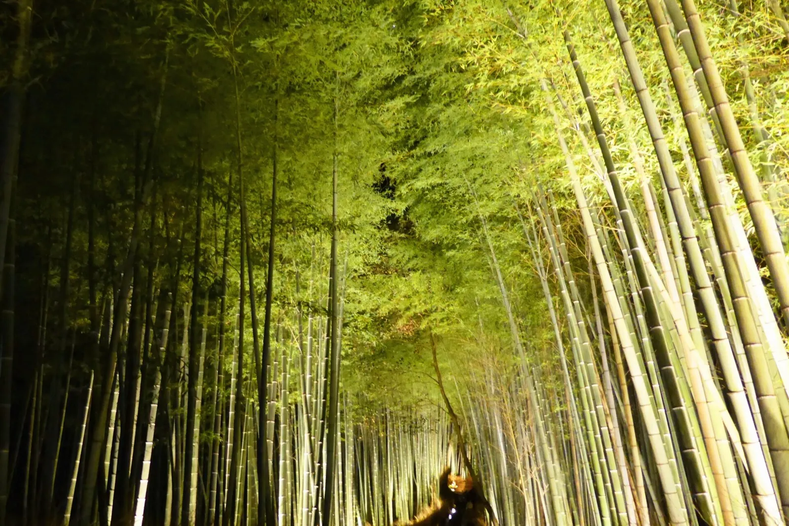 Tall bamboo stalks lit up at night along the path through the Arashiyama bamboo grove