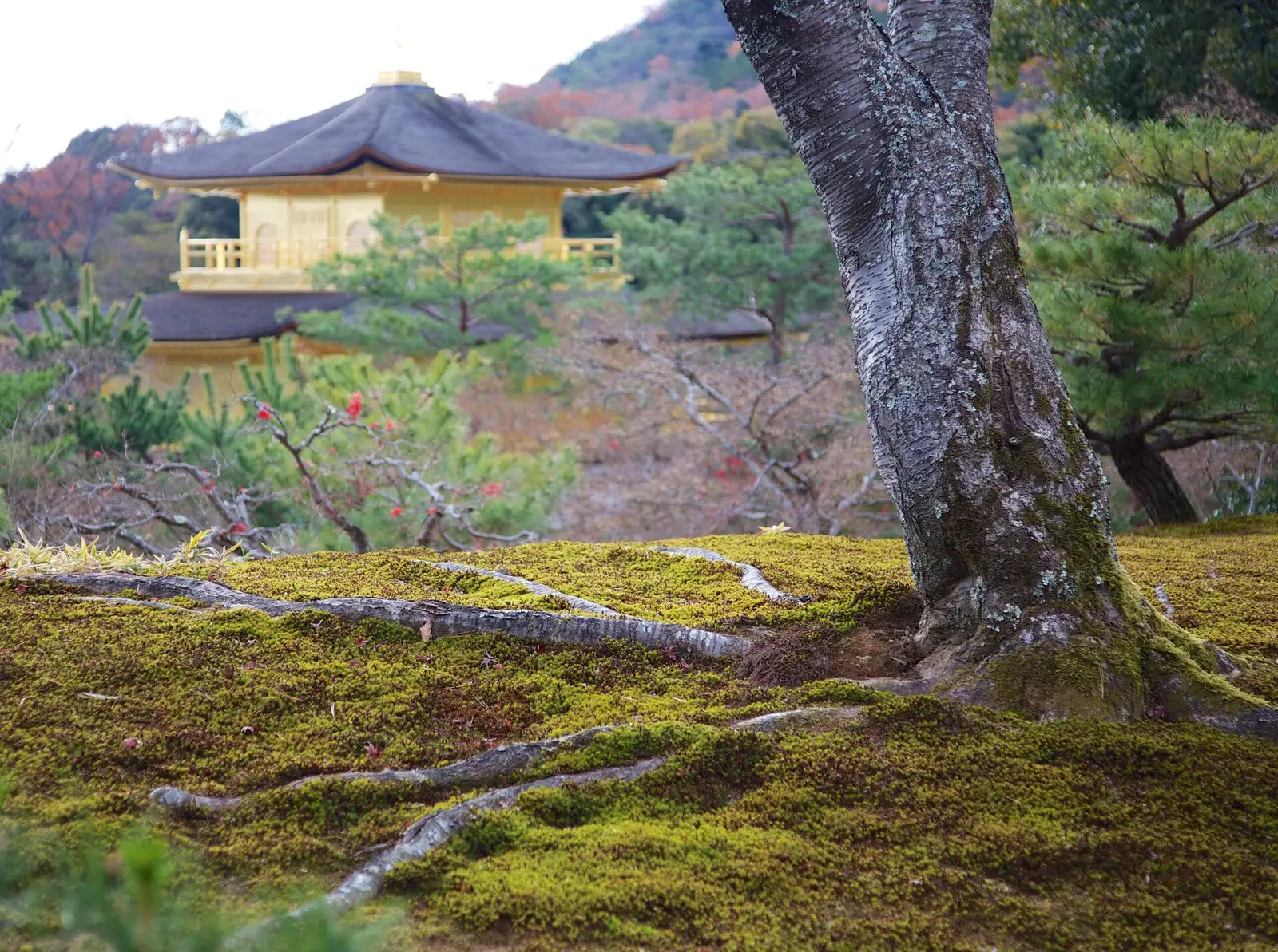 The Golden Pavilion of Kinkaku-ji seen across moss and a tree trunk in Kyoto