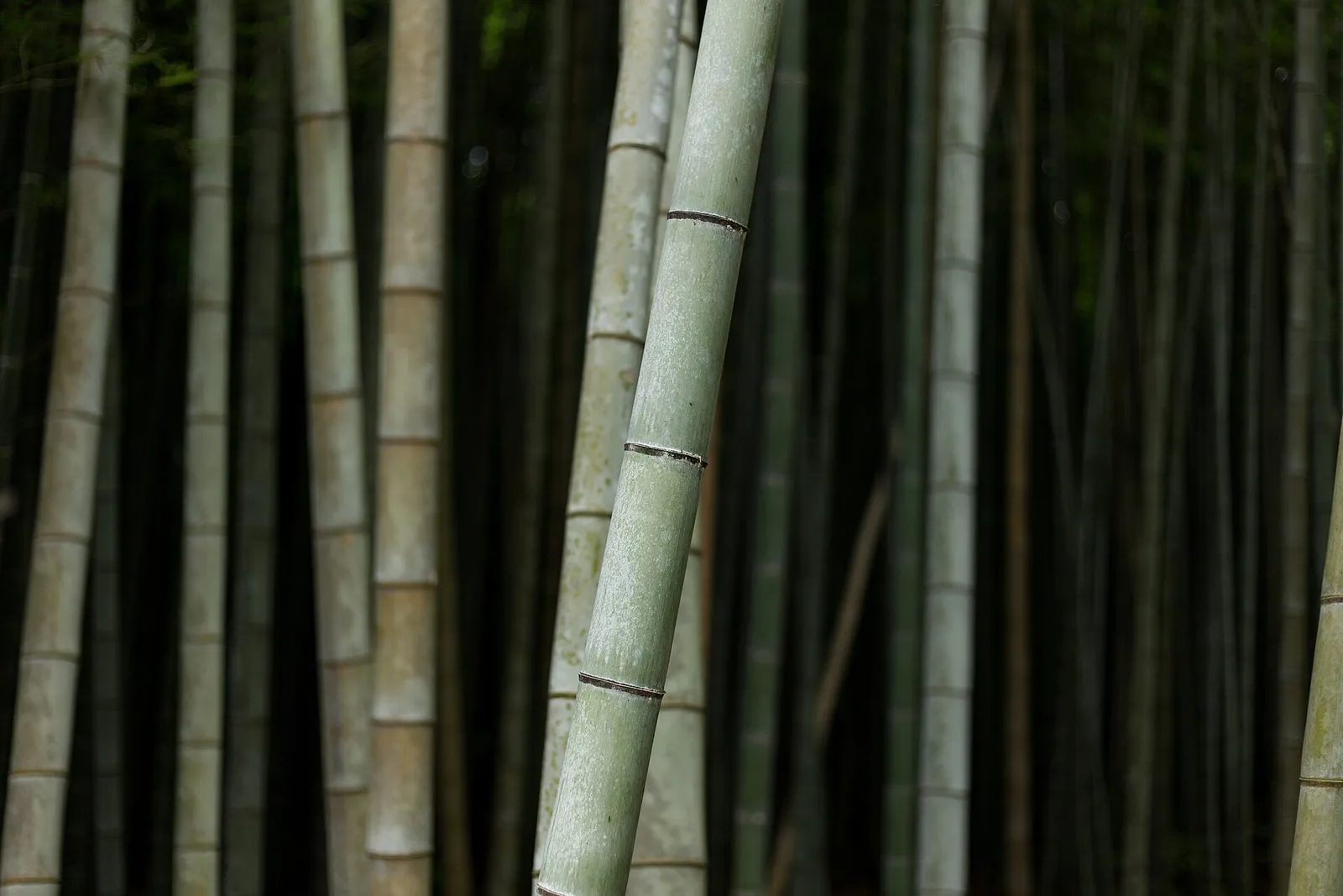 Close view of green bamboo stalks in the Arashiyama bamboo grove in Kyoto