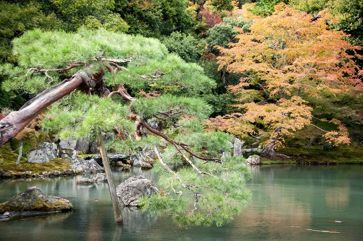 The pond garden at Tenryu-ji in Arashiyama, Kyoto, in autumn