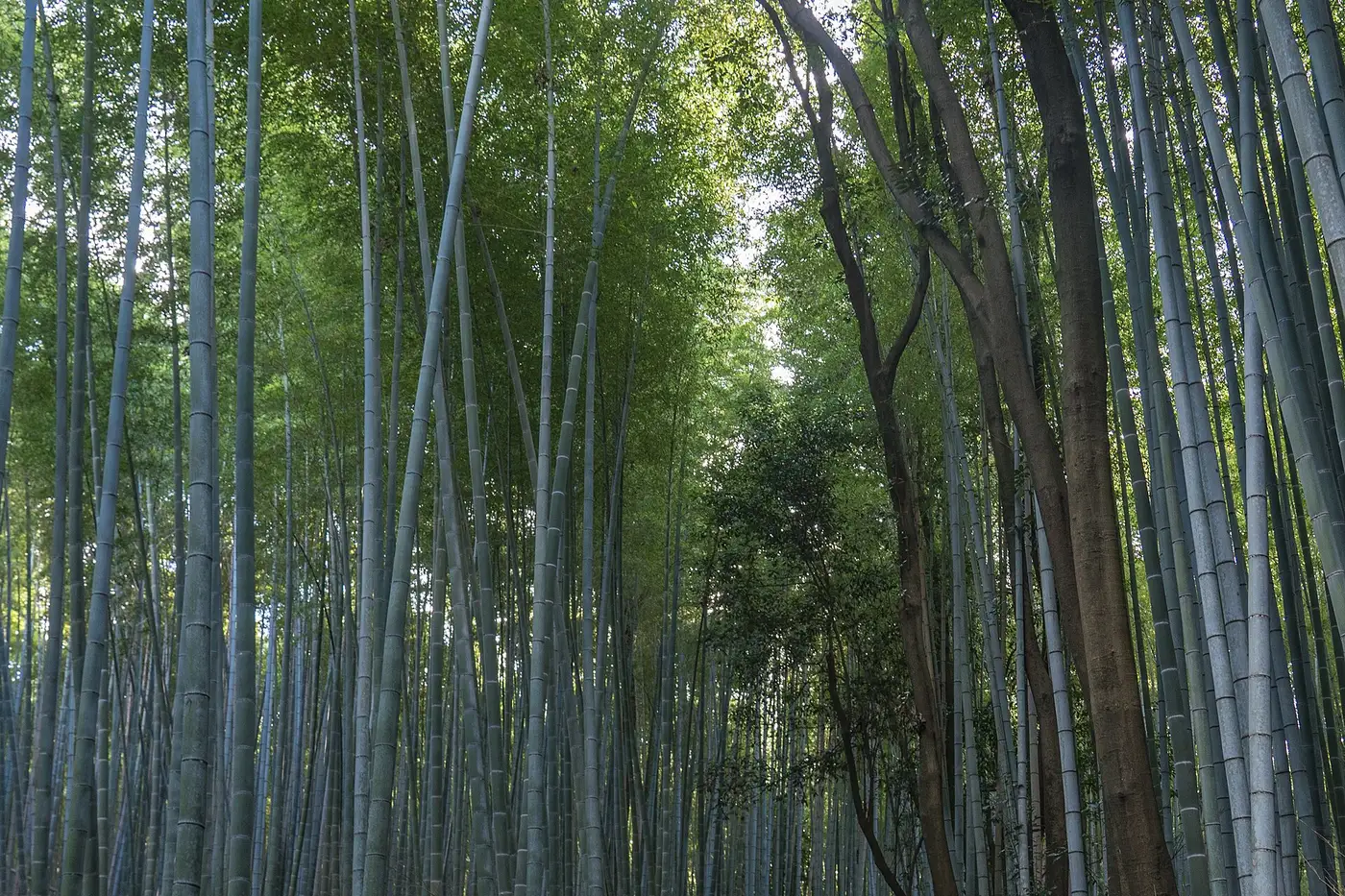 The Sagano bamboo forest in Arashiyama