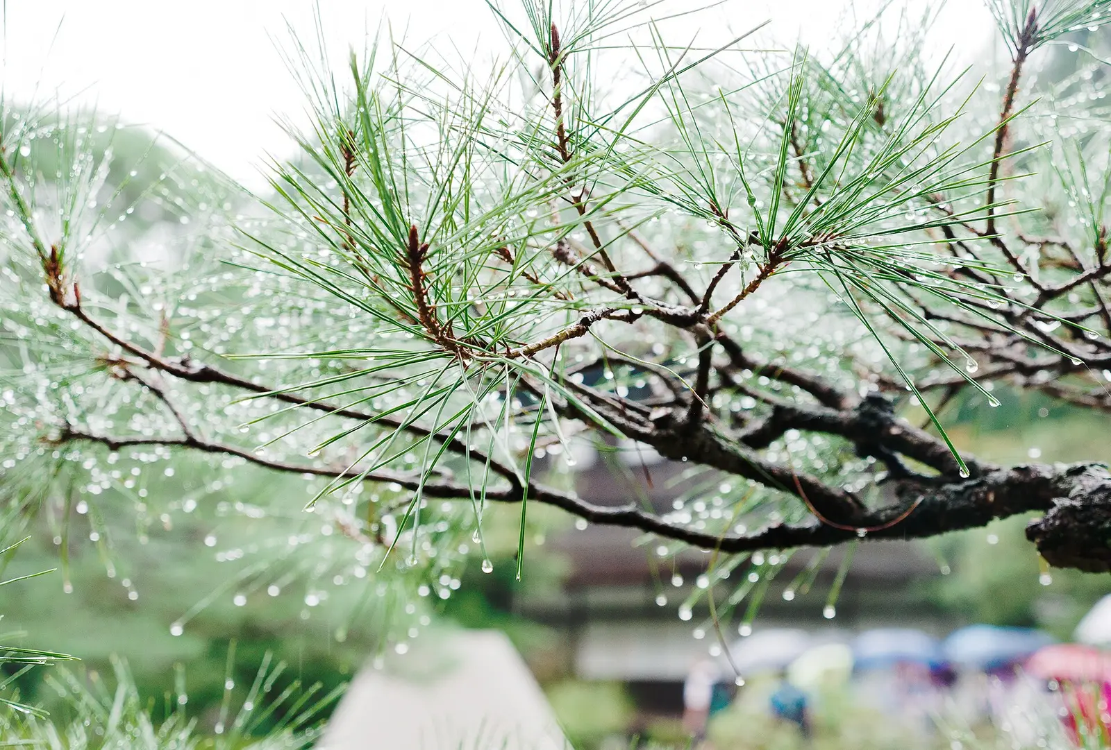 Raindrops on the needles of a pine branch in Kyoto on a rainy day