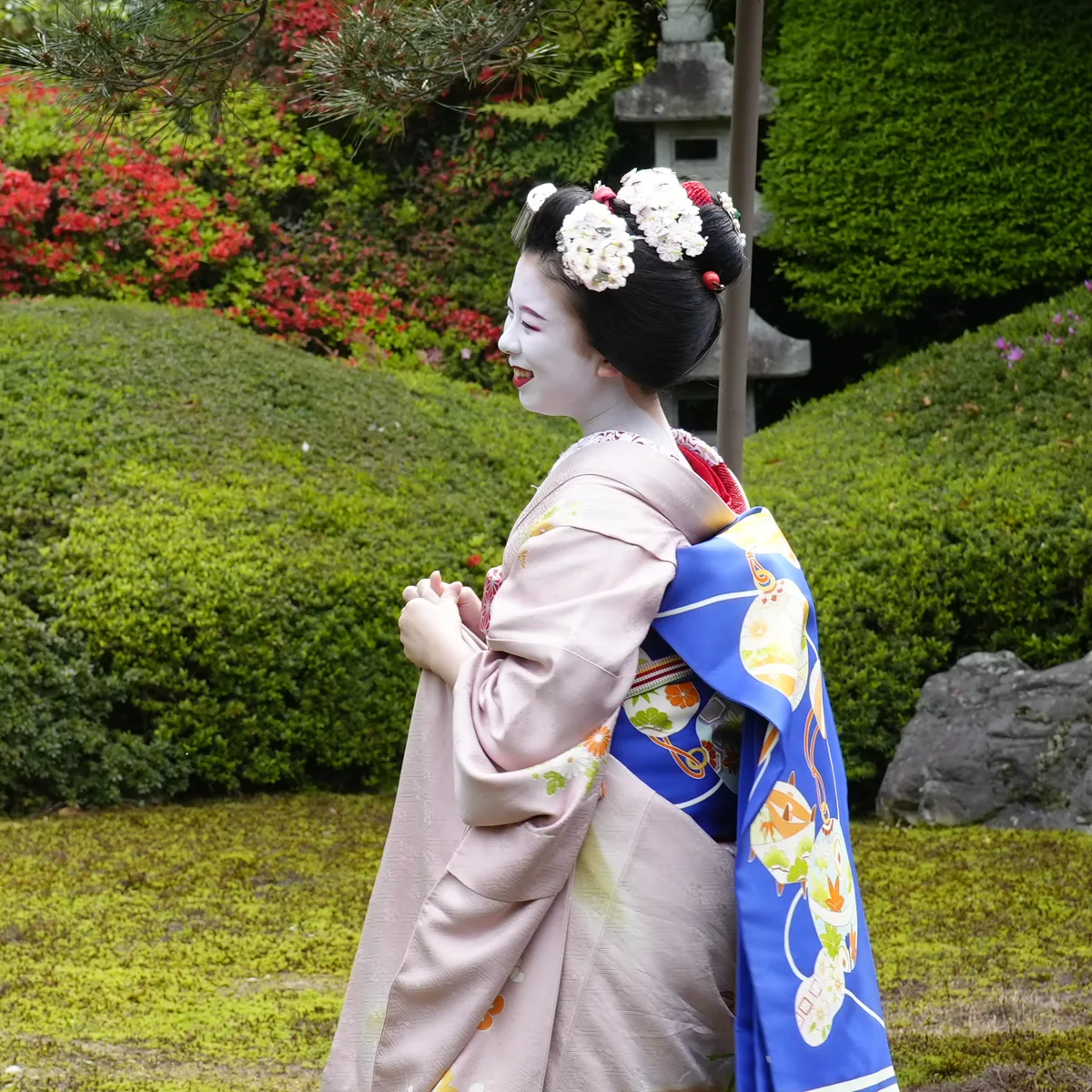 A smiling maiko in profile showing her own hair dressed with flower hairpins, her kimono, and the blue darari obi