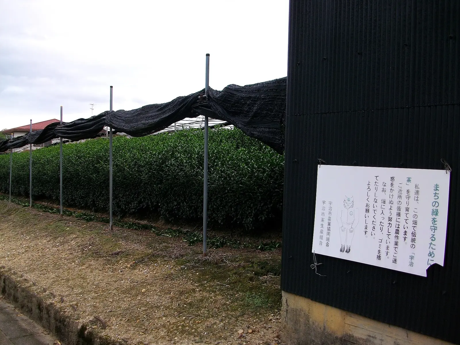 A tea field in Uji, with black shade cloth gathered along the frame above the rows