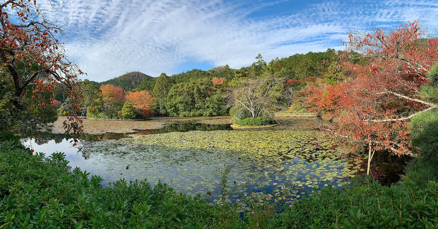 The Kyoyochi pond with water lilies in the grounds of Ryoan-ji in Kyoto
