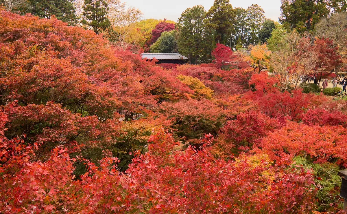 Maple trees in the Sengyokukan valley at Tofuku-ji