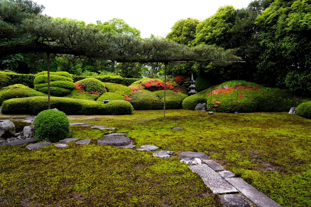 A moss garden with stepping stones and clipped shrubs under a pine at a Zen temple in Kyoto