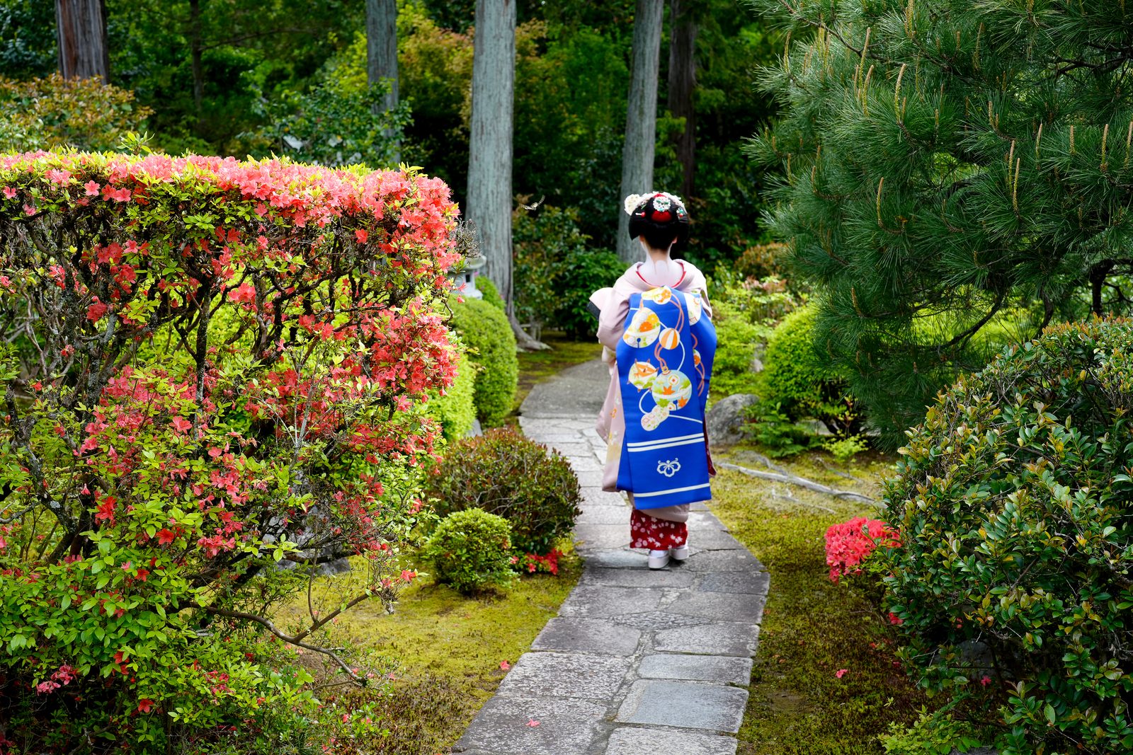 A maiko on the garden path among azaleas